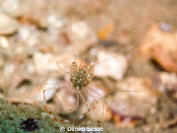 A juv Coral Banded Shrimp by Daniel Sasse 